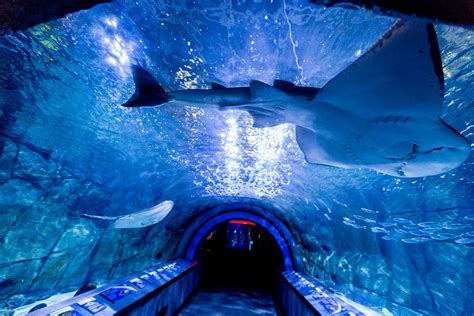 Newport aquarium - NEWPORT AQUARIUM - All You Need to Know BEFORE You Go (with Photos) Feb 27, 2024 - Rated #1 U.S. Aquarium by Readers’ Choice Travel Awards and #1 Aquarium in the Midwest by Zagat Survey. Home to …